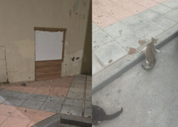 gata-crias-atrapadas-bajos-vivienda-miramar-bajo