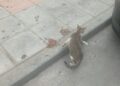 gata-crias-atrapadas-bajos-vivienda-miramar-bajo-6