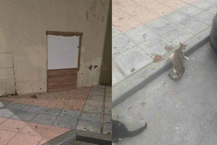gata-crias-atrapadas-bajos-vivienda-miramar-bajo