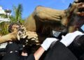 encrucijada-hadu-reencuentra-fe-jueves-santo-cargado-emocion-semana-santa-2025-115