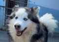 hogar-cesar-perro-vagabundo-tanger-ceuta-002