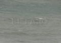 inmigrantes-se-arrojan-mar-cruzar-marruecos-ceuta-020
