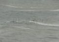 inmigrantes-se-arrojan-mar-cruzar-marruecos-ceuta-029