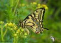 mariposas-ceuta-nueva-especie-gran-valor-001