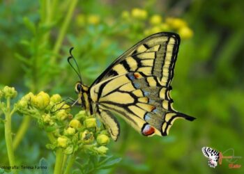 mariposas-ceuta-nueva-especie-gran-valor-001