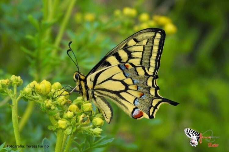 mariposas-ceuta-nueva-especie-gran-valor-001