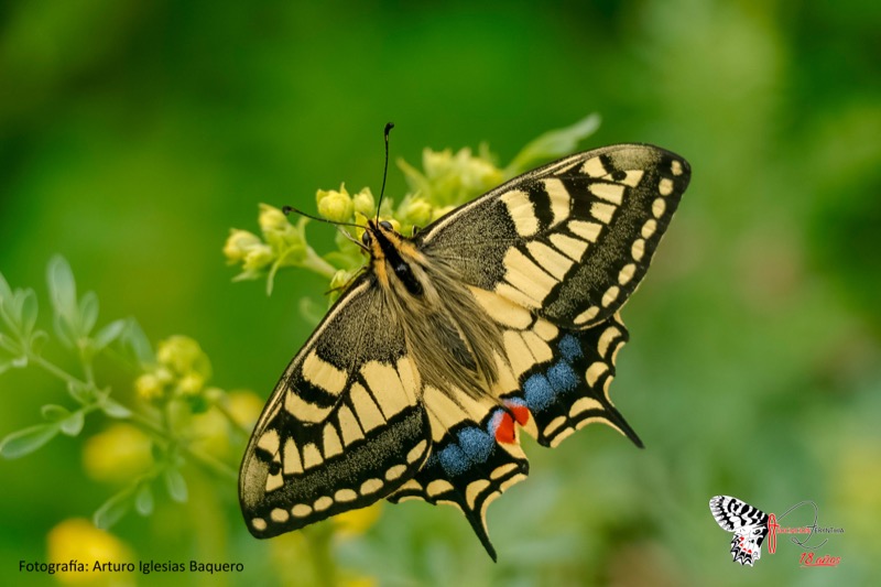 mariposas-ceuta-nueva-especie-gran-valor-002