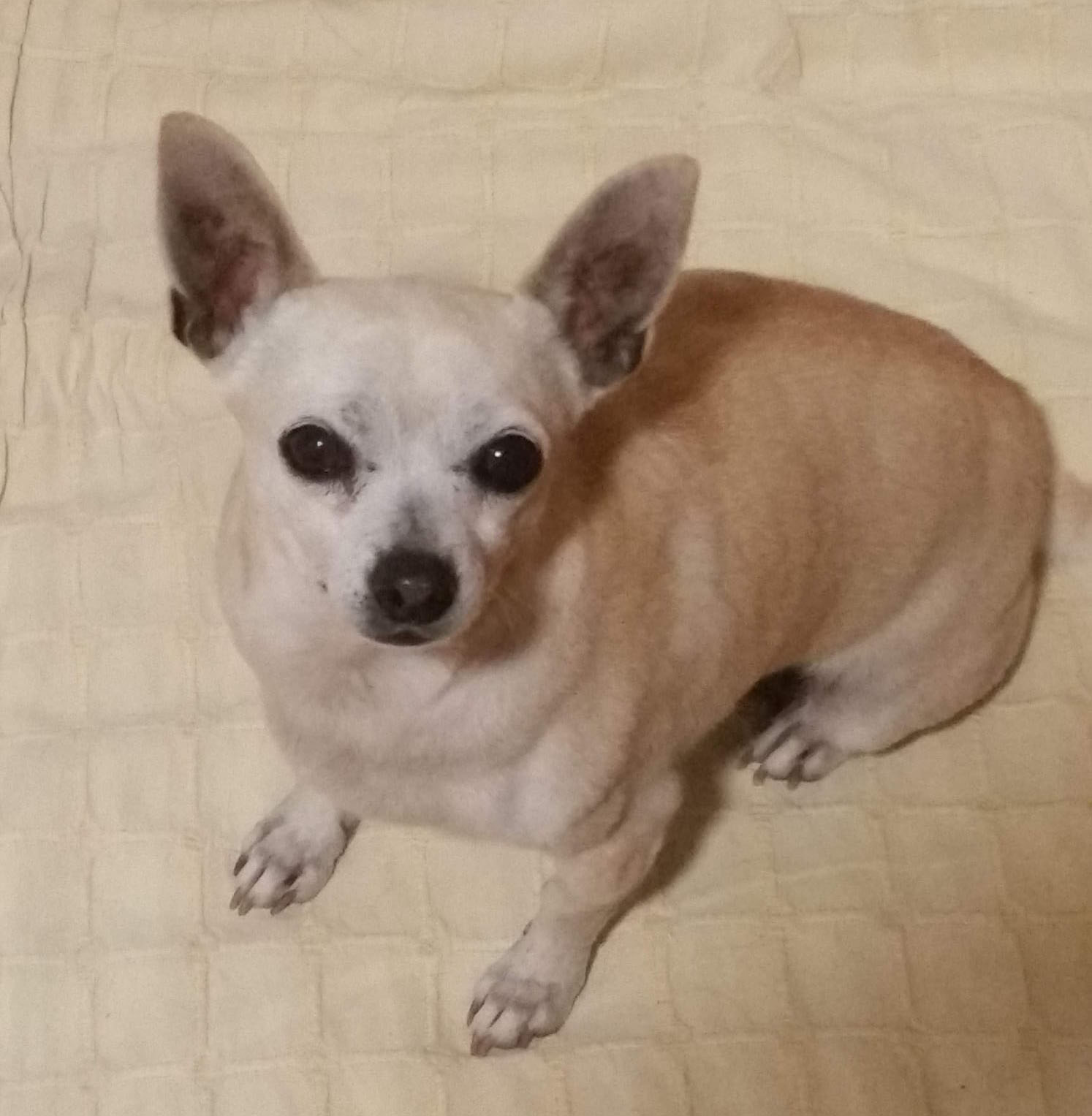 mascota-como-evitar-acabe-contenedor-fallecer-historia-julia-lili-1