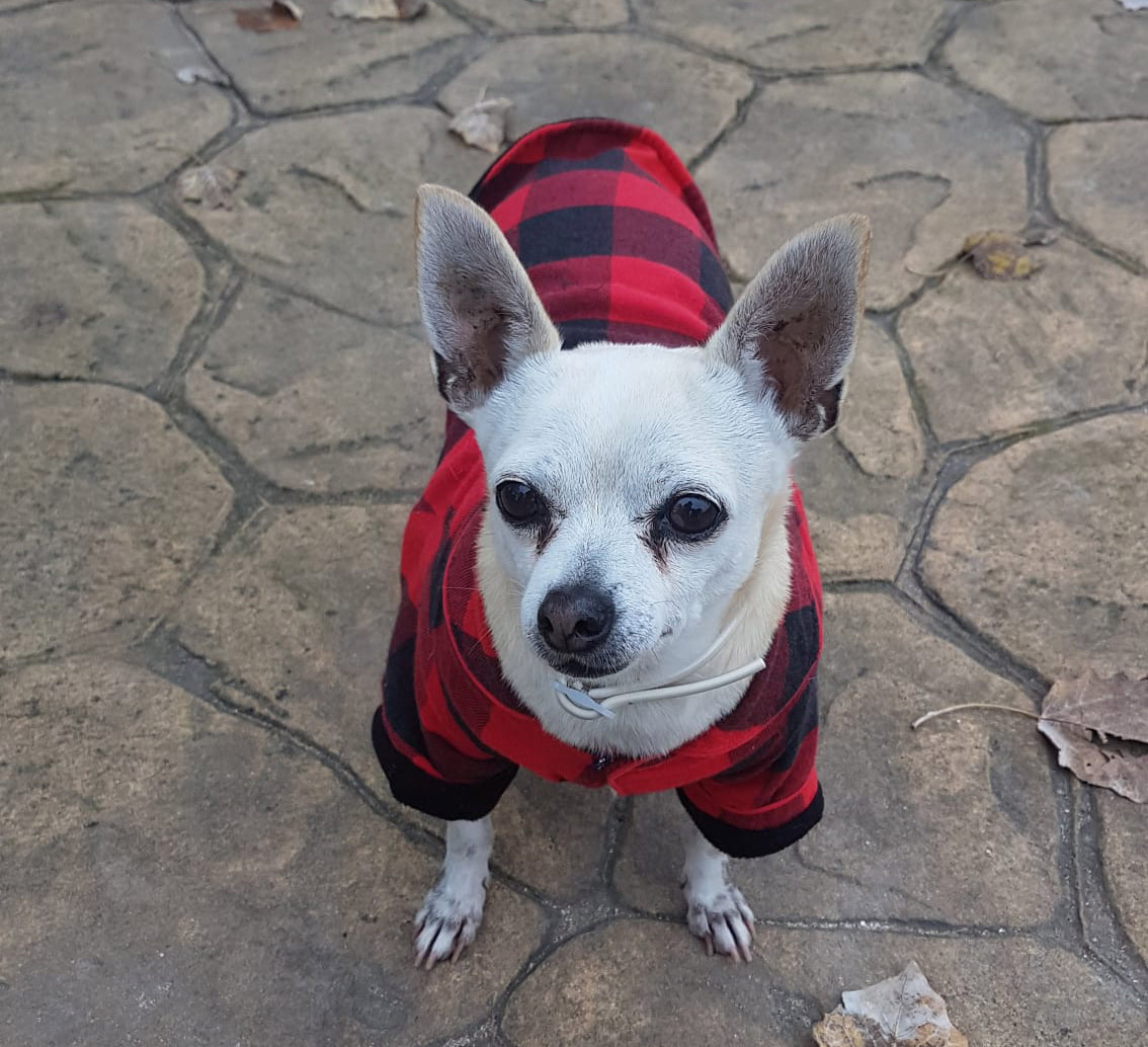 mascota-como-evitar-acabe-contenedor-fallecer-historia-julia-lili-3