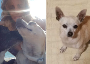mascota-como-evitar-acabe-contenedor-fallecer-historia-julia-lili-6