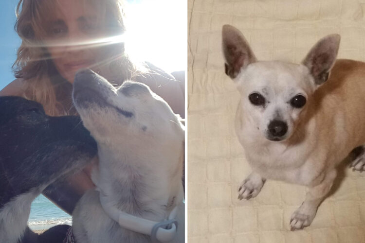 mascota-como-evitar-acabe-contenedor-fallecer-historia-julia-lili-6