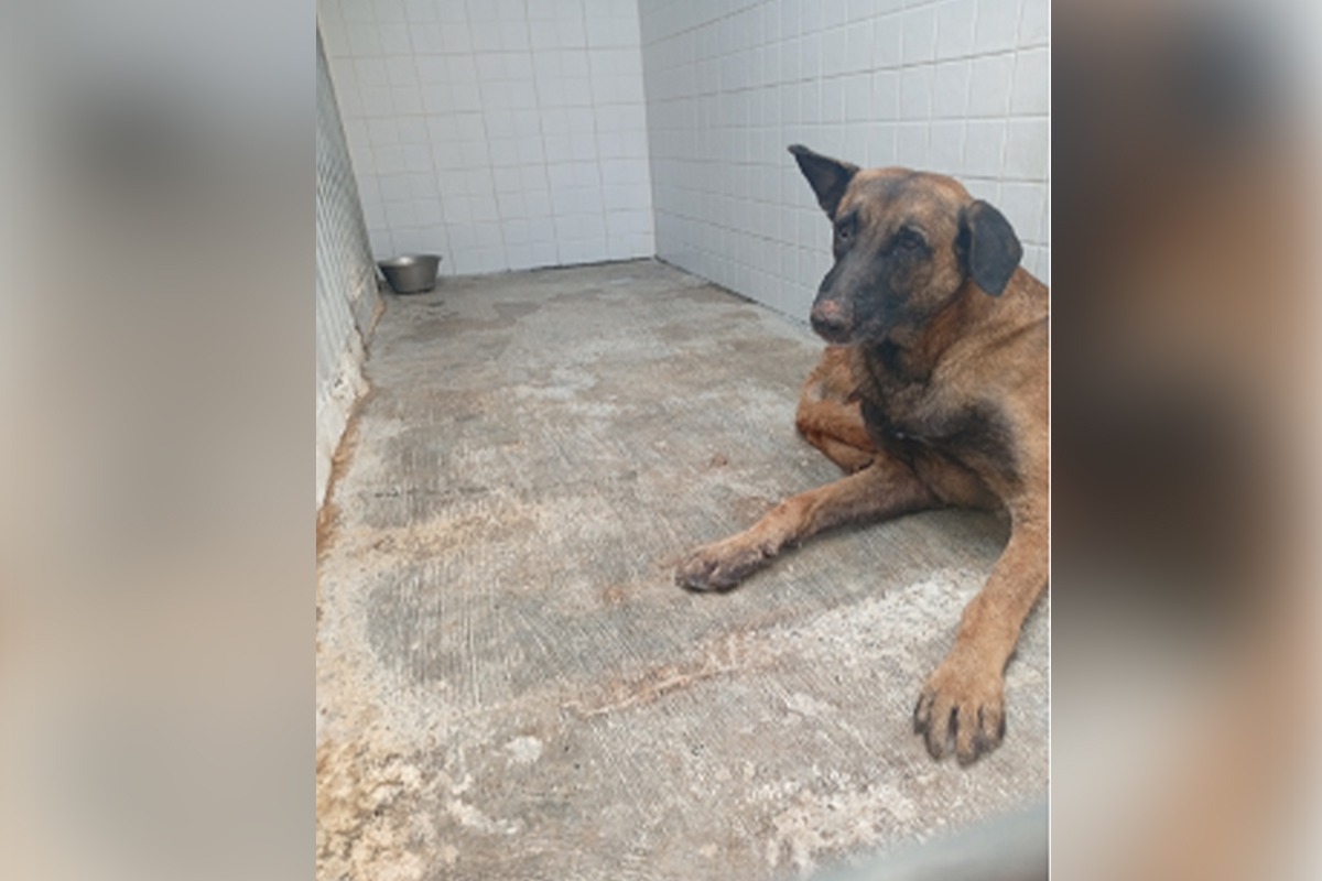 melilla-alerta-rabia-localizarse-perro-frontera-melilla-marruecos