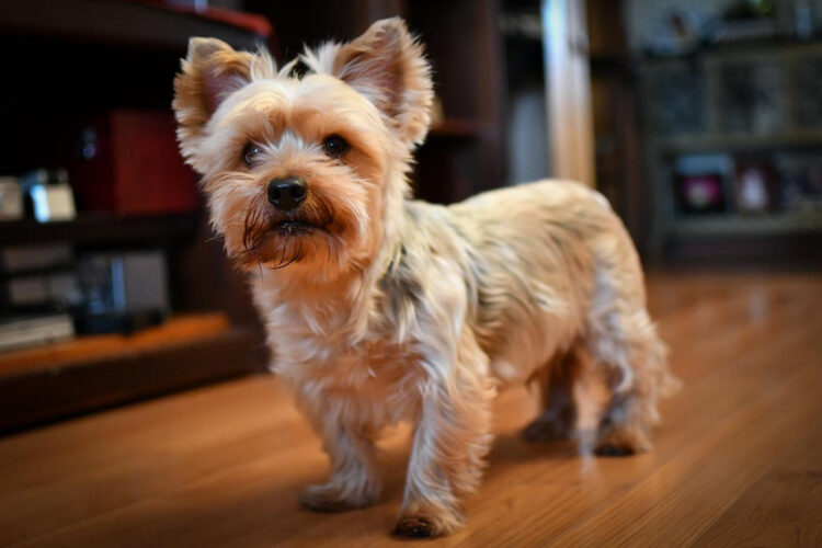 nuestra-ciudad-no-existe-incineradora-mascotas-toby