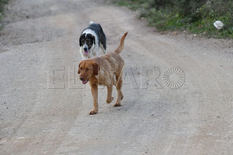 perros