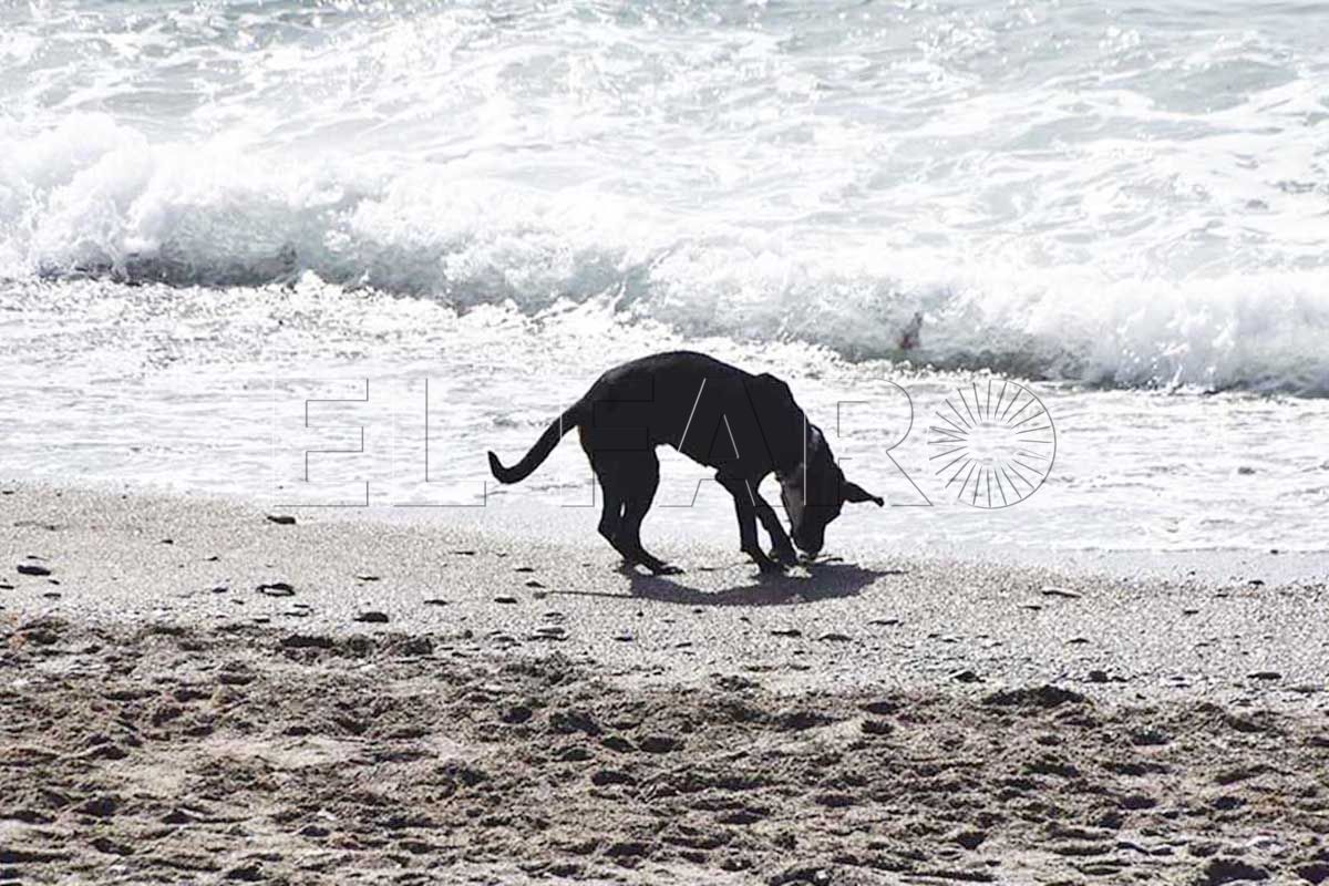 perros-playa-7-portada