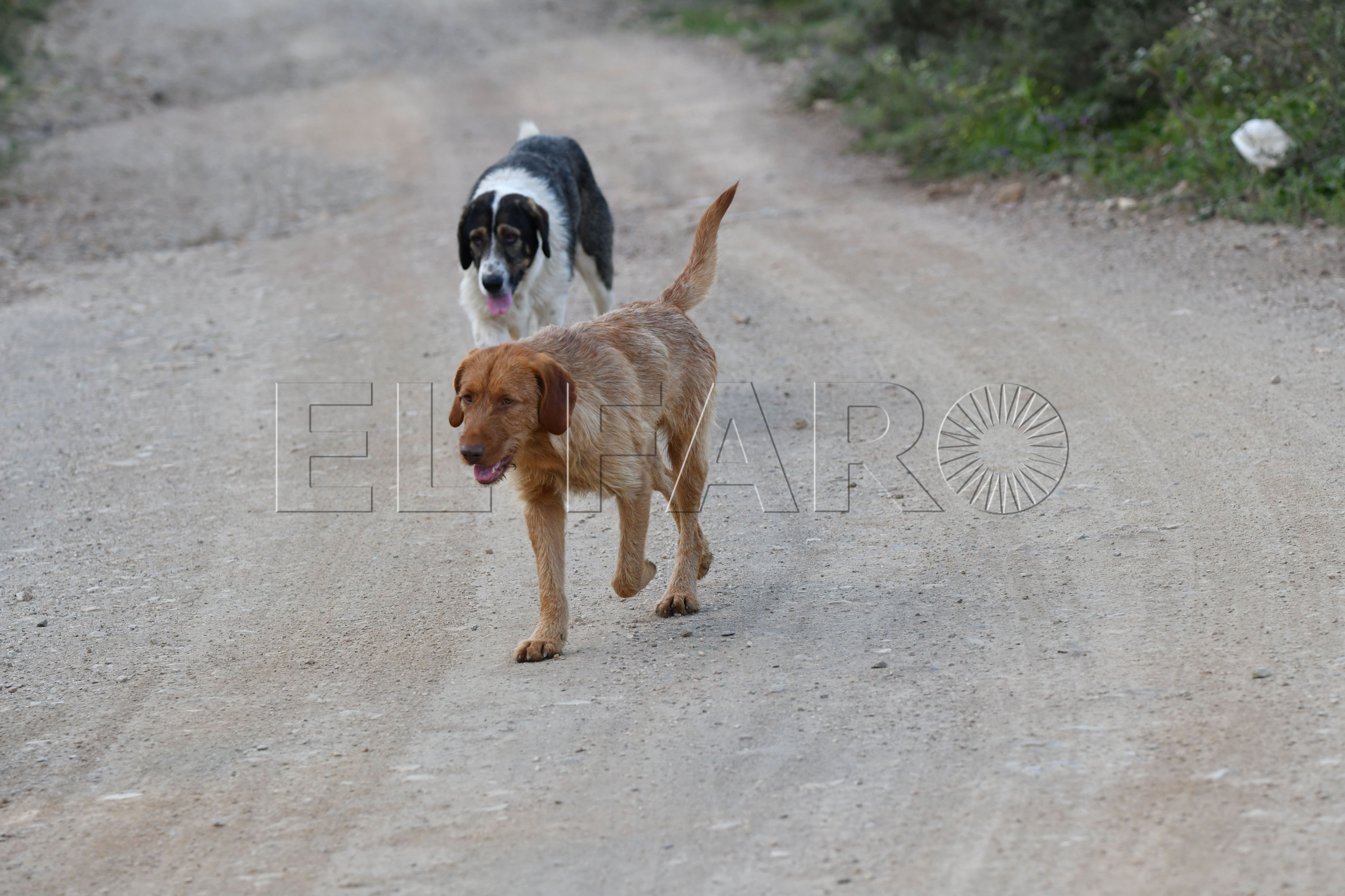 perros