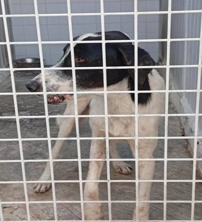 segundo-caso-perro-rabia-melilla-1.jpg