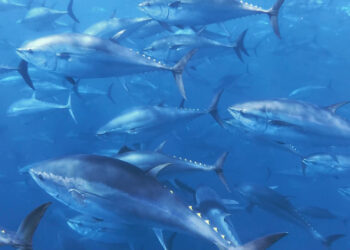 atun-rojo-ceuta-jornadas-marcaje-1