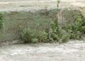 basura-murallas-reales-13