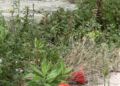 basura-murallas-reales-14