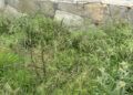 basura-murallas-reales-15