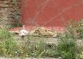 basura-murallas-reales-8