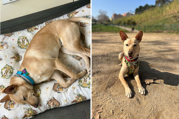 canelita-busca-hogar-1
