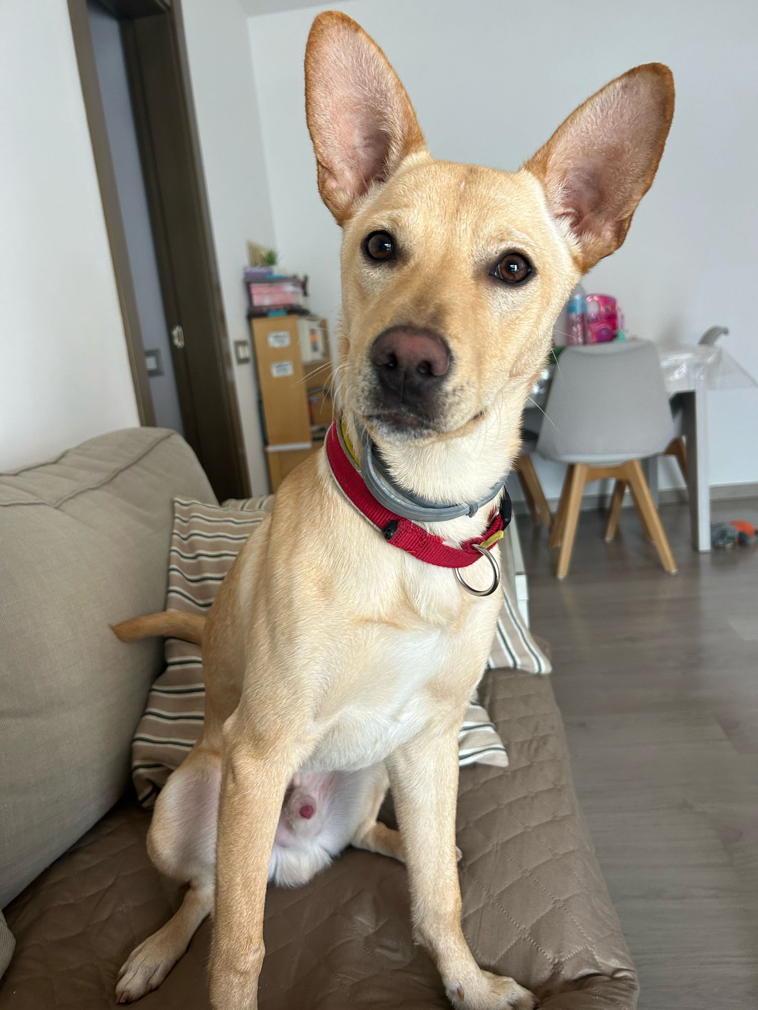 canelita-busca-hogar-3