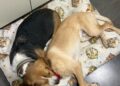 canelita-busca-hogar-4
