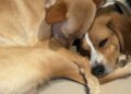 canelita-busca-hogar-5