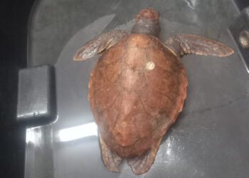 cecam-rescata-pequena-tortuga-aguas-puerto-001