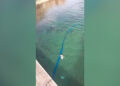 menores-tiran-agua-puente-caballa-5