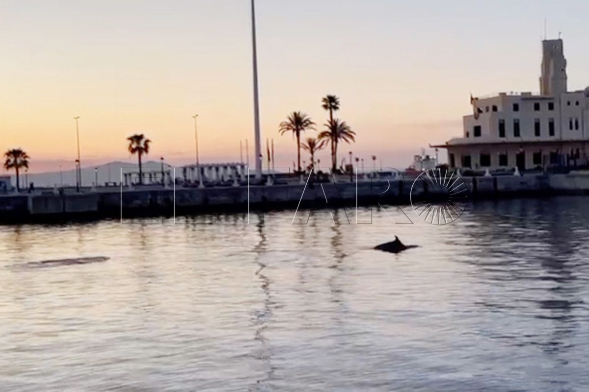 preciosas-imagenes-delfines-nadando-cerca-foso-001-portada