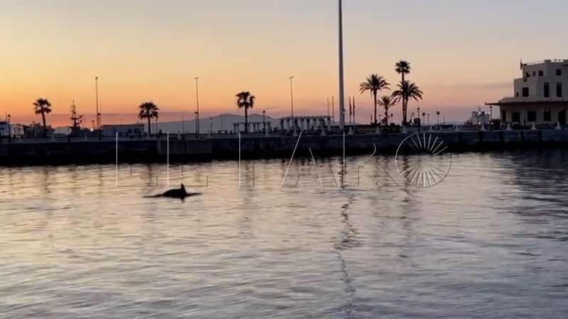 preciosas-imagenes-delfines-nadando-cerca-foso-002
