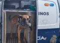 usuarios-plena-inclusion-conocen-perros-unidad-canina-policia-nacional-2